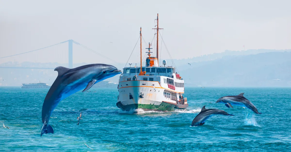 خطوات للاستعداد للرحلة البحرية قبل السفر