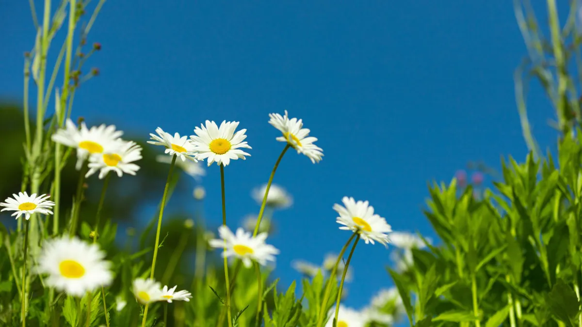 صورة لأزهار الكاموميل