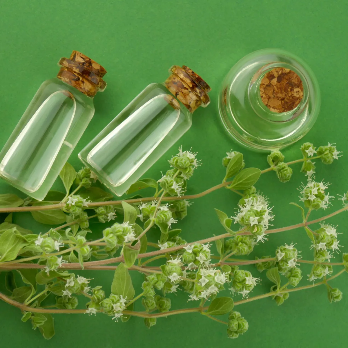 صورة لنبات البردقوش