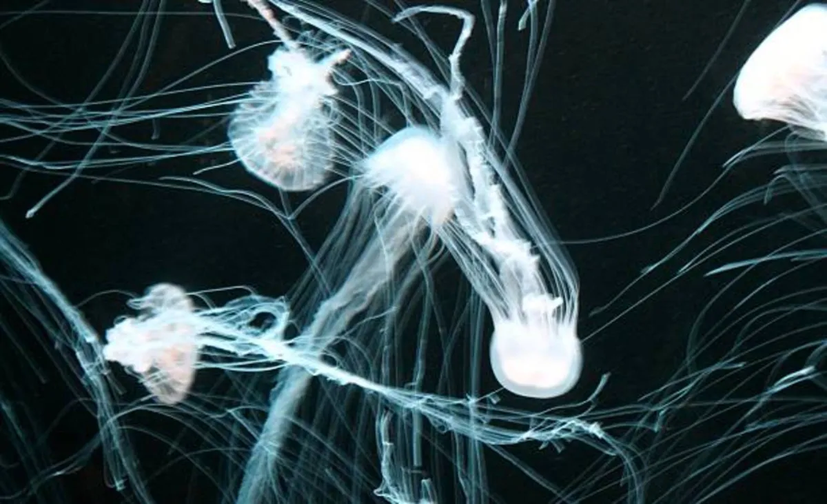 اكتشاف مخلوق غامض بـ24 عيناً في بحيرة في هونغ كونغ