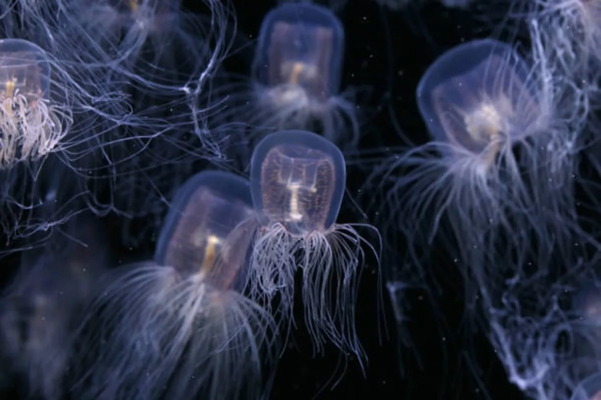 اكتشاف مخلوق غامض بـ24 عيناً في بحيرة في هونغ كونغ