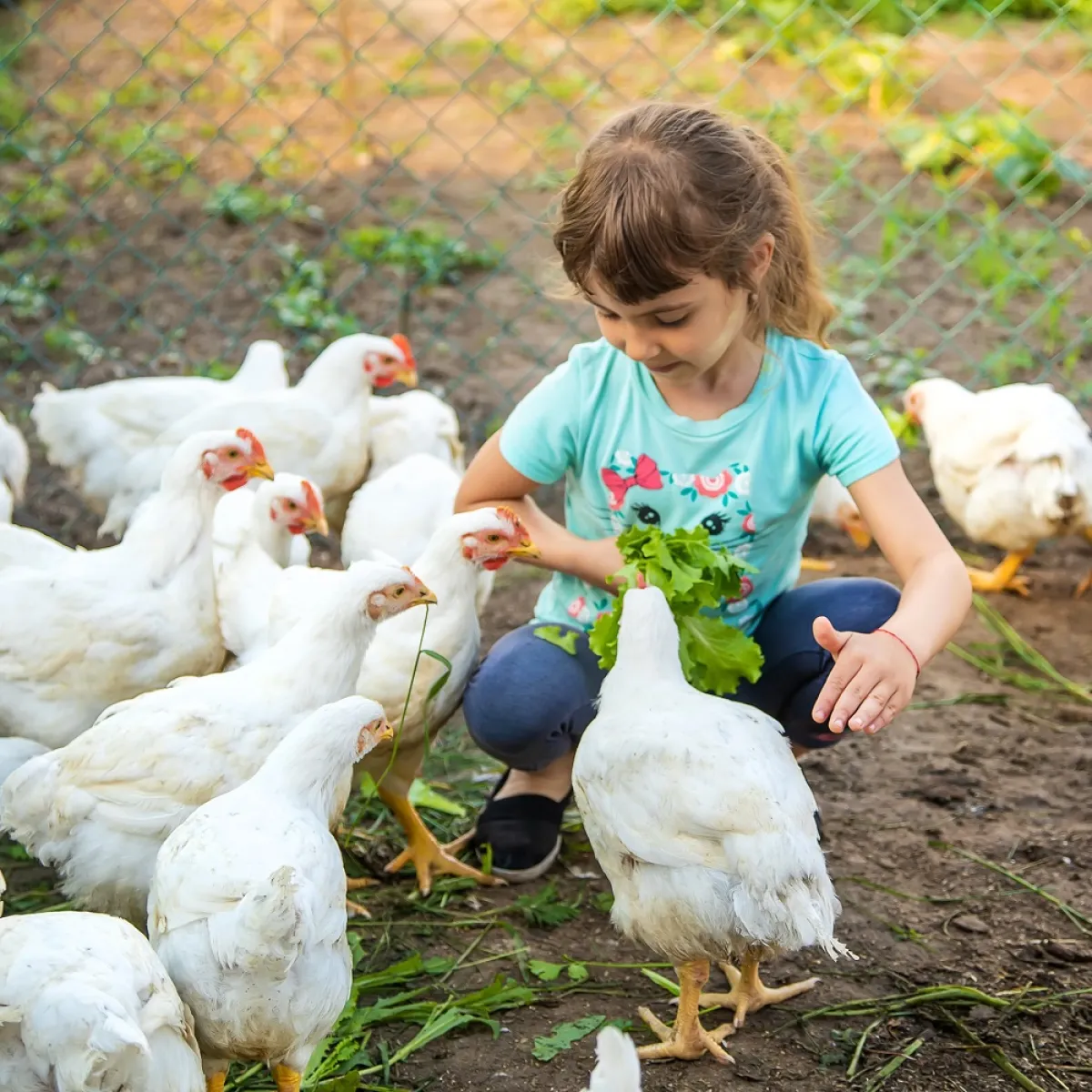 صورة لطيفة لطفلة تطعم الدجاج حولها