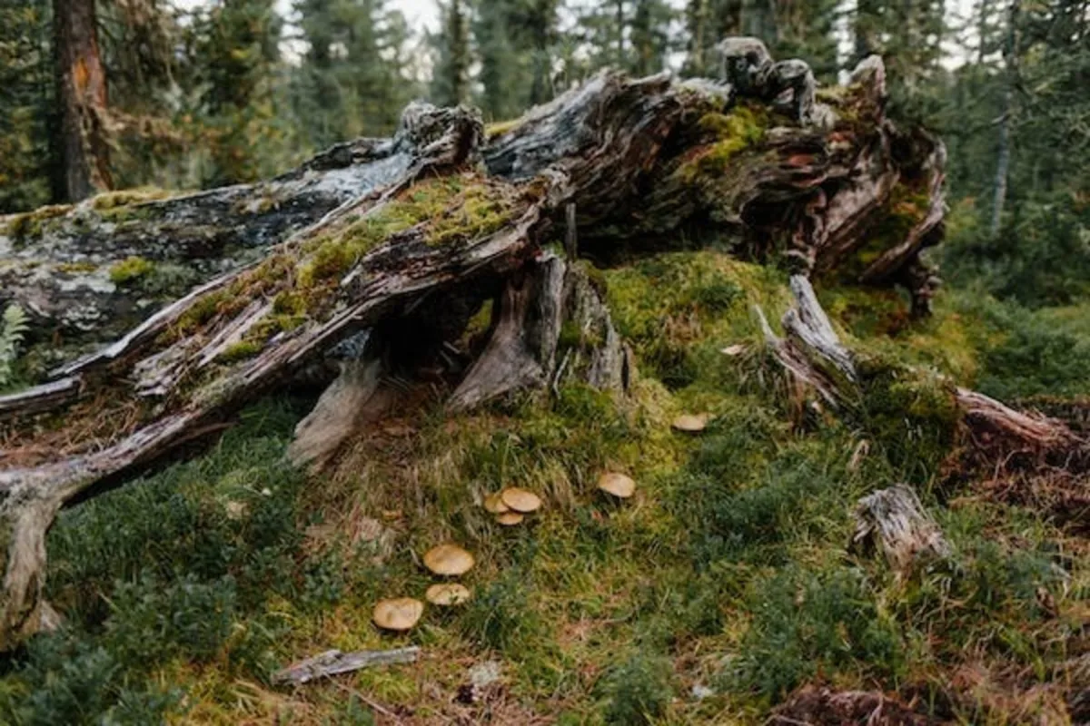 الشجرة الجد وعلاقتها بالتغير المناخي