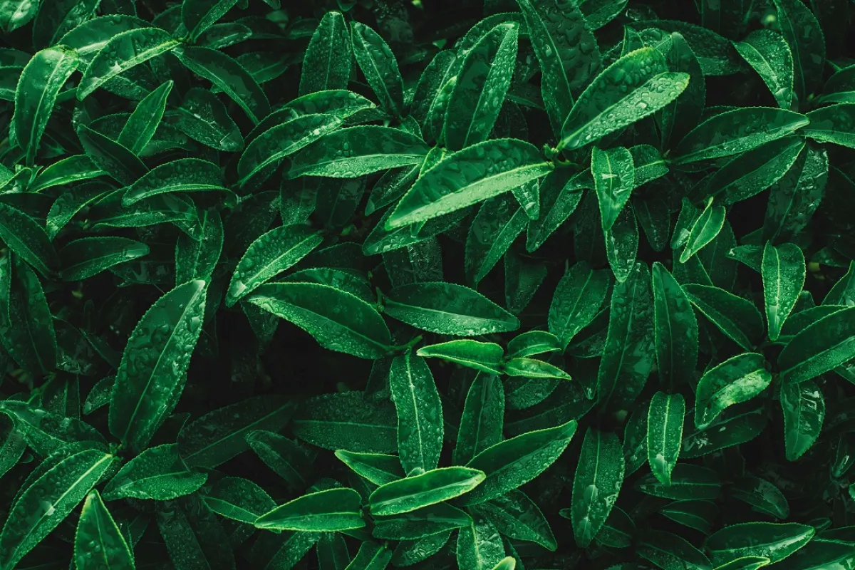 صورة لأوراق الشاي