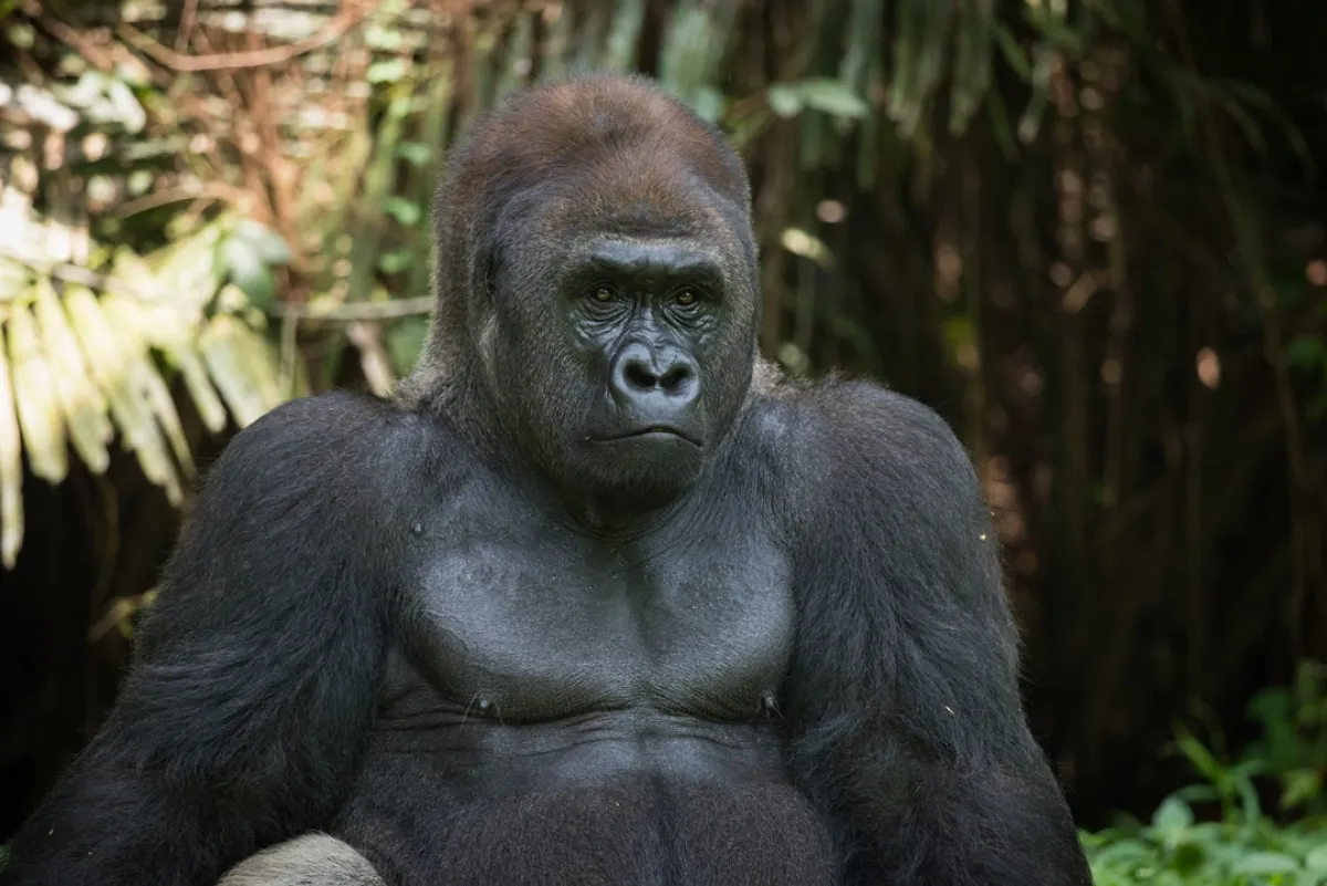 الغوريلا فاتو الأكبر في العالم تحتفل بذكرى ميلادها الـ 66