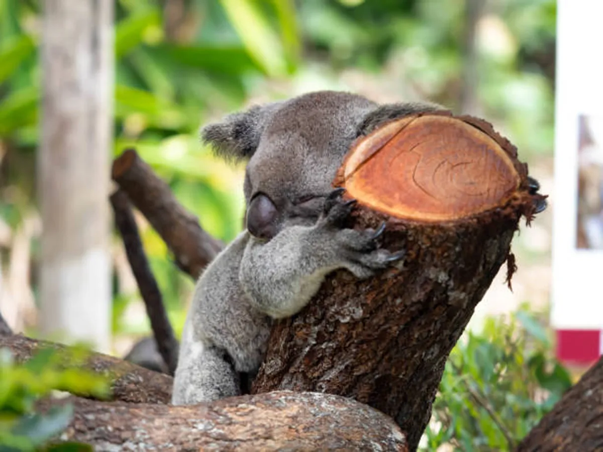 أغرب الحقائق عن حيوان الكوالا الكسول