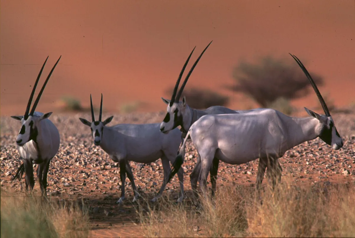 البيئة تنجح في المحافظة على الكائنات الفطرية المهددة بالانقراض بنسبة تكاثر تجاوزت 100%