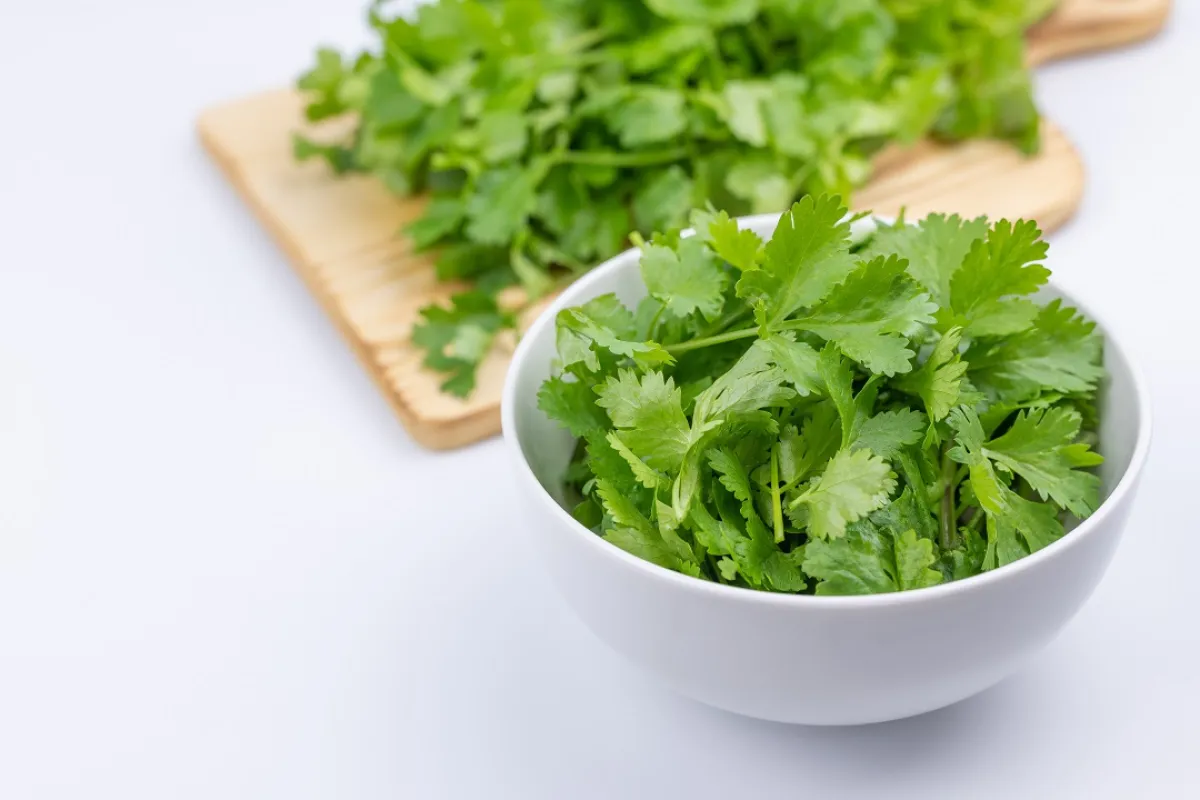 صورة لأوراق الكزبرة