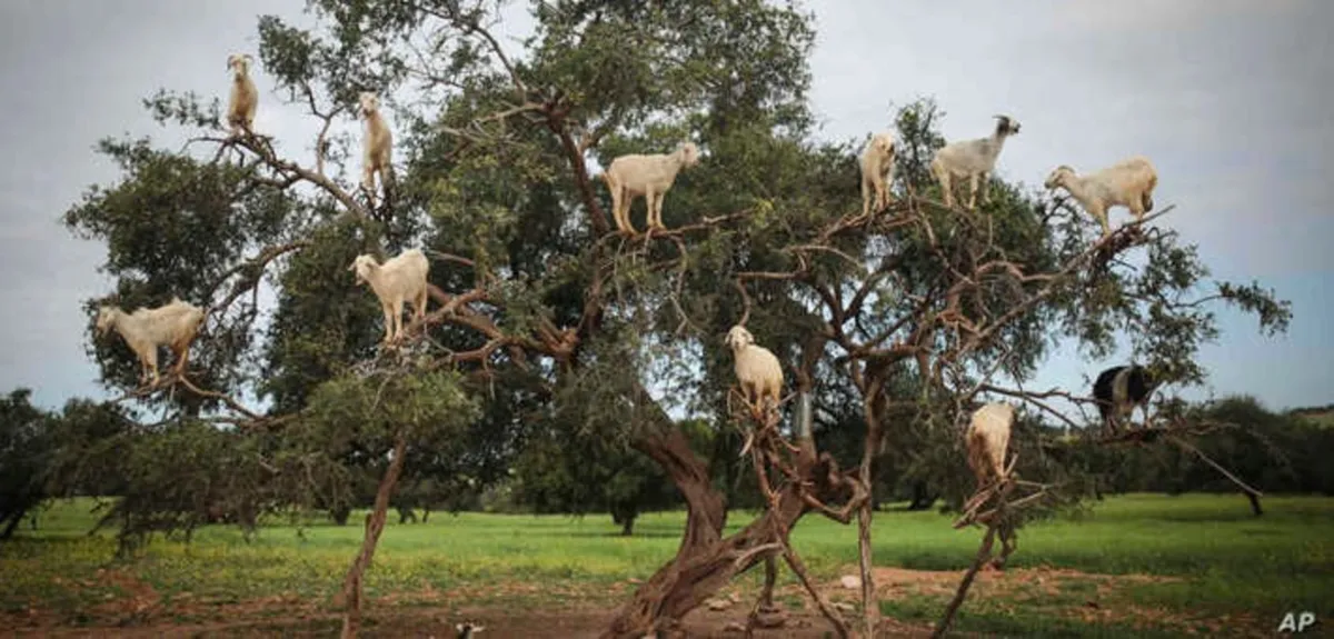 اليوم الدولي لشجرة الأركان  