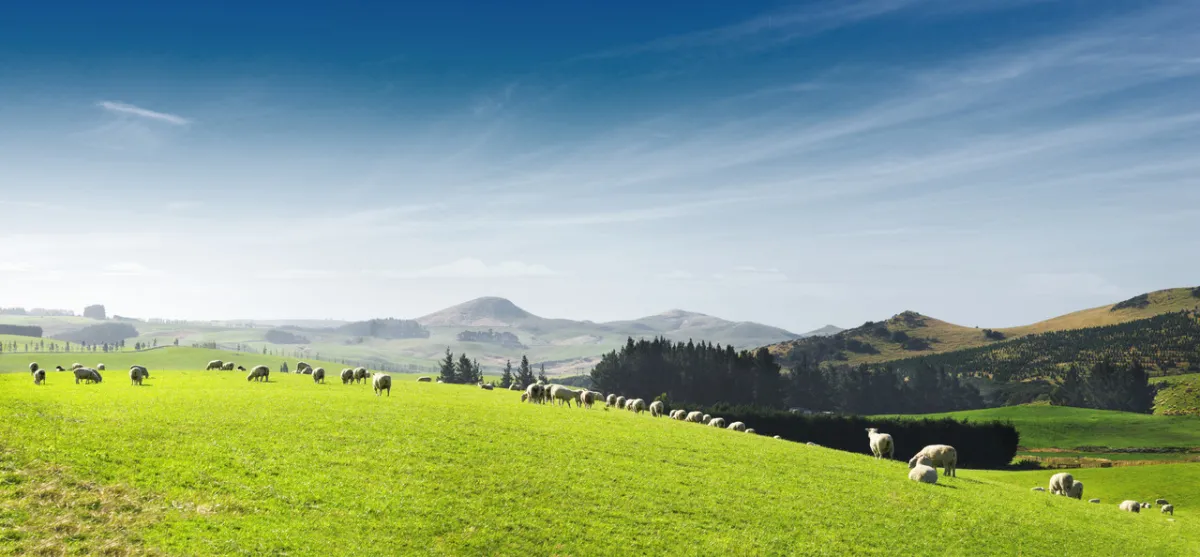 صورة المراعي