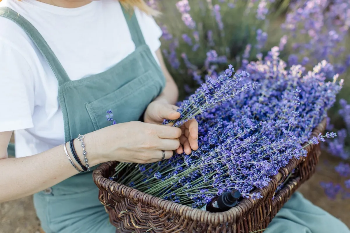 فوائد شرب الخزامى «المصدر: pexels»