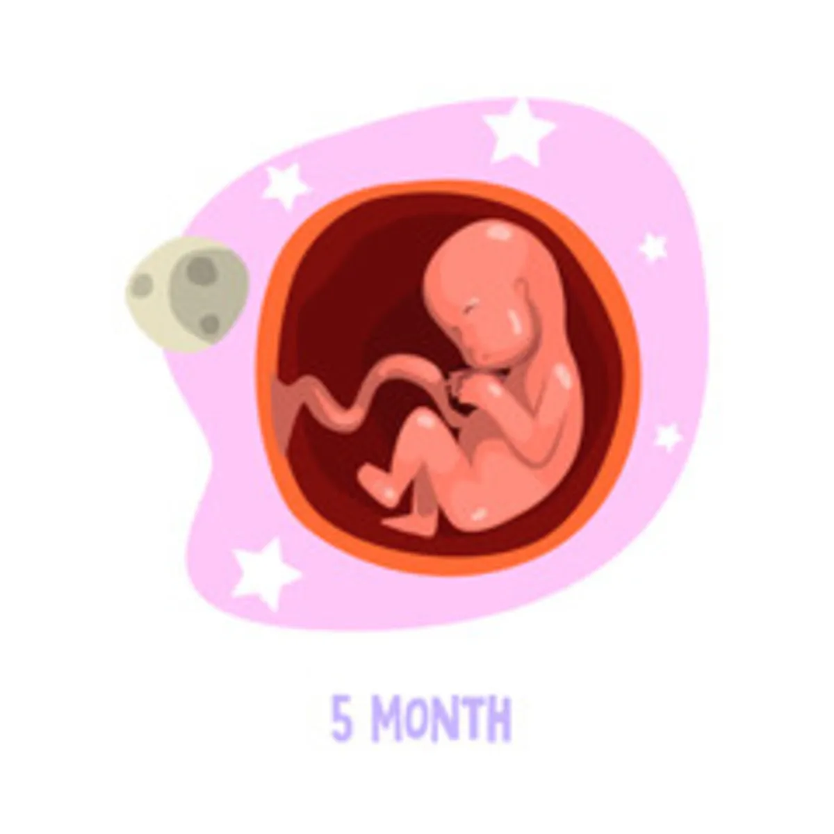 صورة تعبر عن جنين في رحم الأم في الشهر الخامس