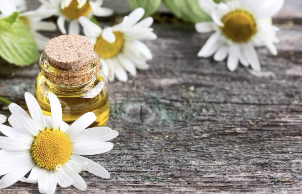 زيت البابونج