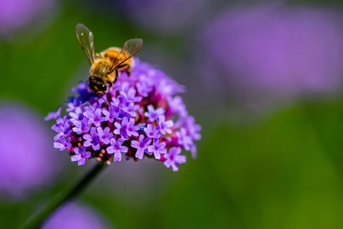 صورة لرحيق الأزهار