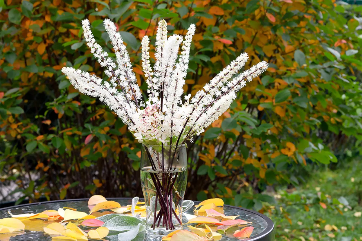 فوائد عشبة الكوهوش الأسود (المصدر:  Shutterstock  )