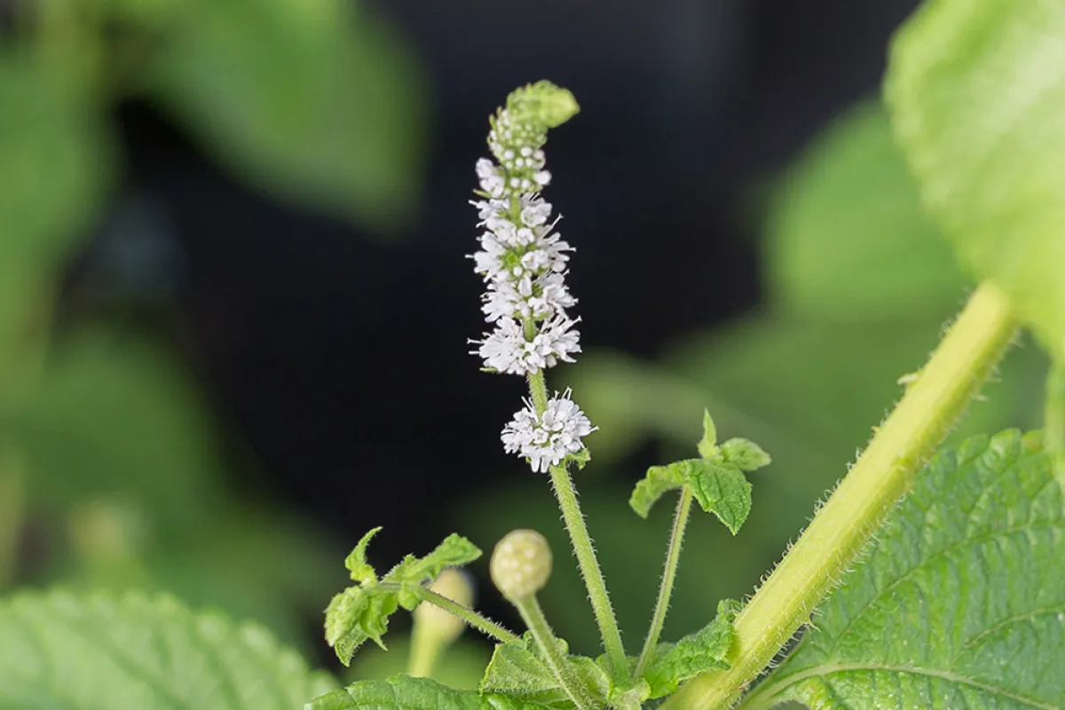 تساعد في تحسين  خصوبة النساء (المصدر: Shutterstock)