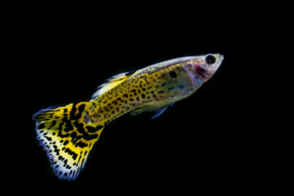 صورة لنوع من أنواع السمك