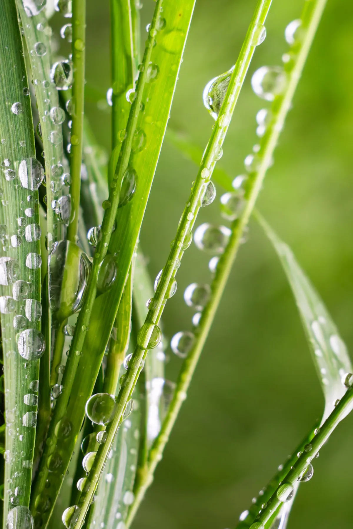 صورة لقطرات المطر