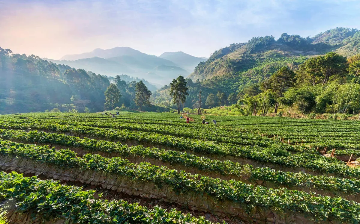 صورة للأرض الزراعية