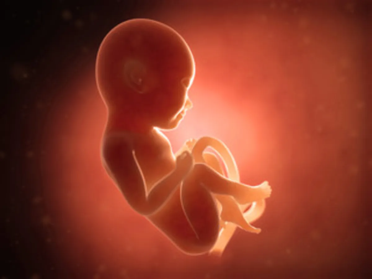 صورة لجنين في بداية حياته