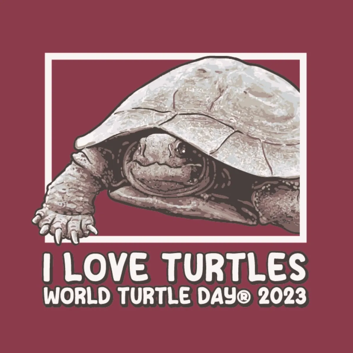 معلومات لم تكن تعلم بها عن السلحفاة.. في اليوم العالمي لها