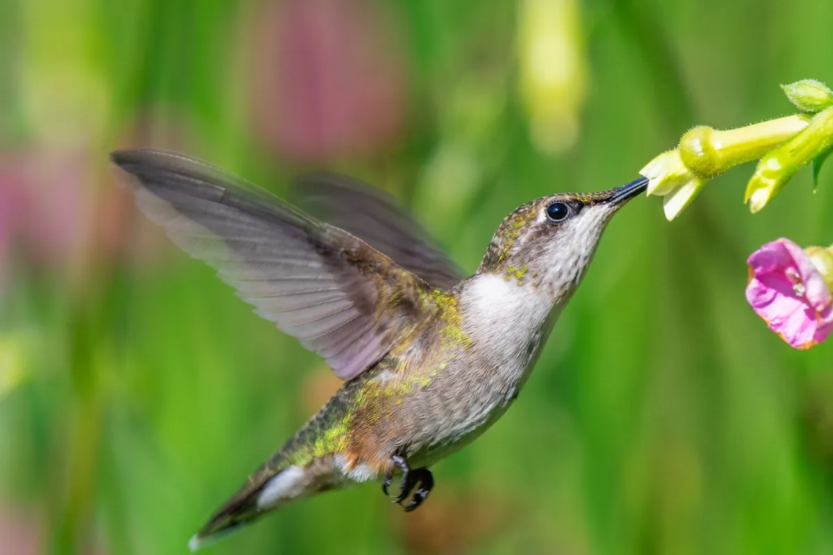 اليوم الدولي للتنوع البيولوجي