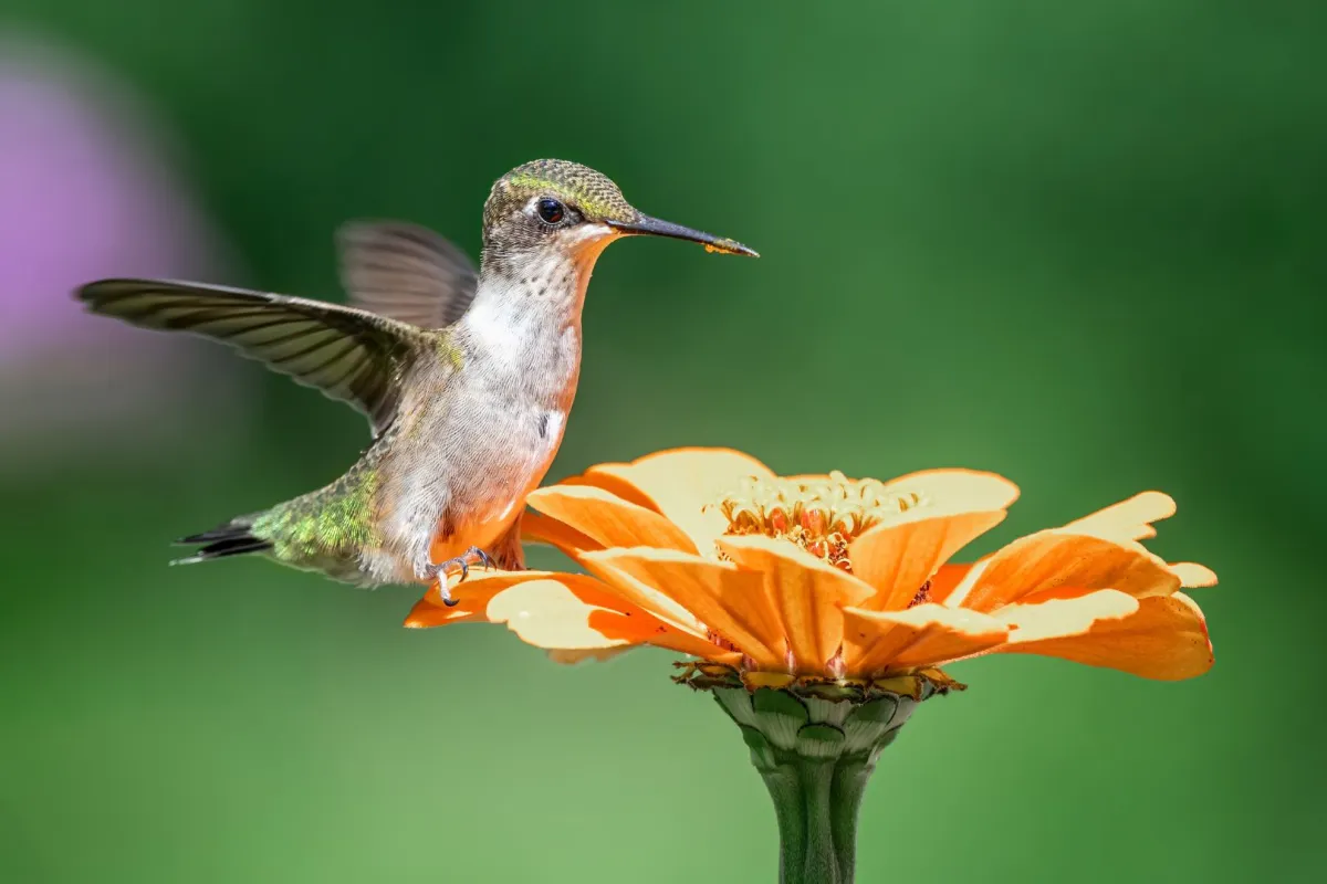 اليوم الدولي للتنوع البيولوجي