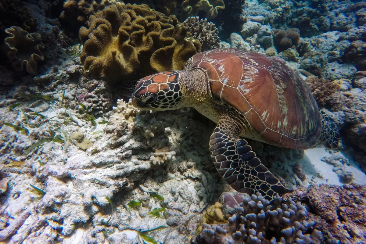 اليوم العالمي للسلاحف