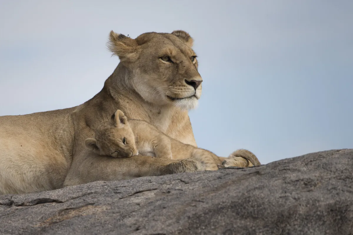 صورة أنثى الأسد