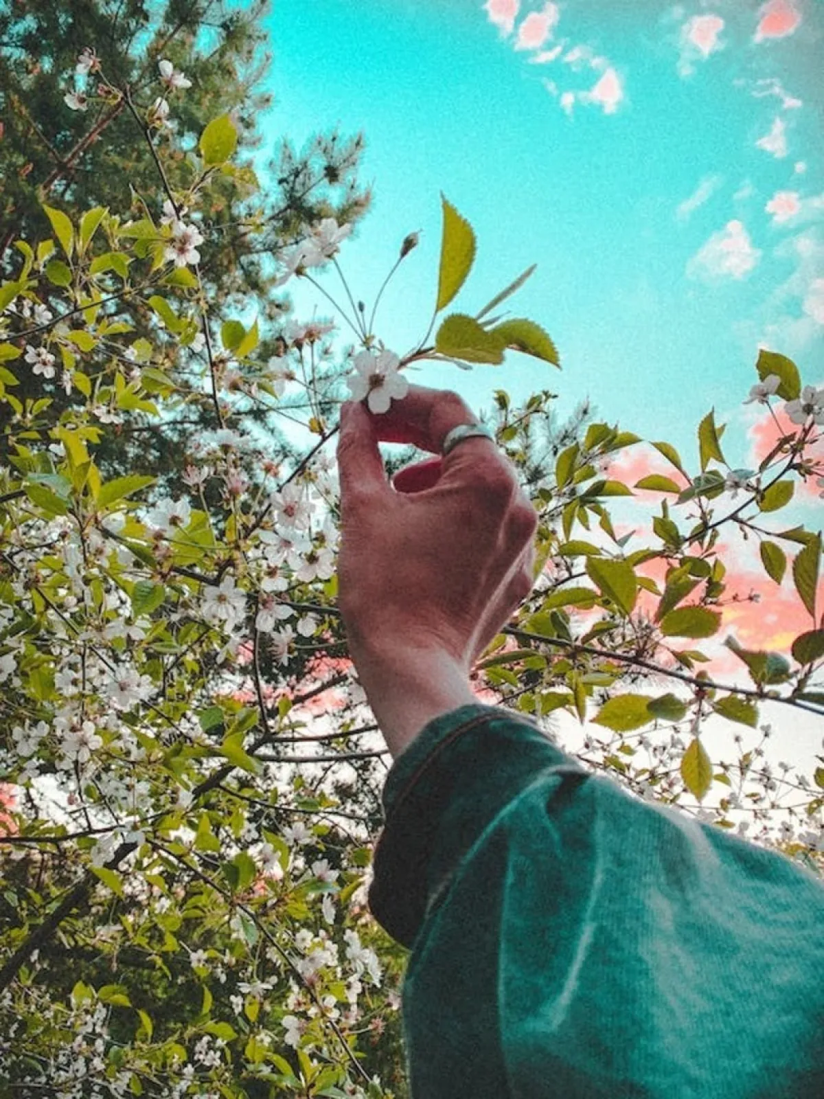 معرض تشيلسي للزهور