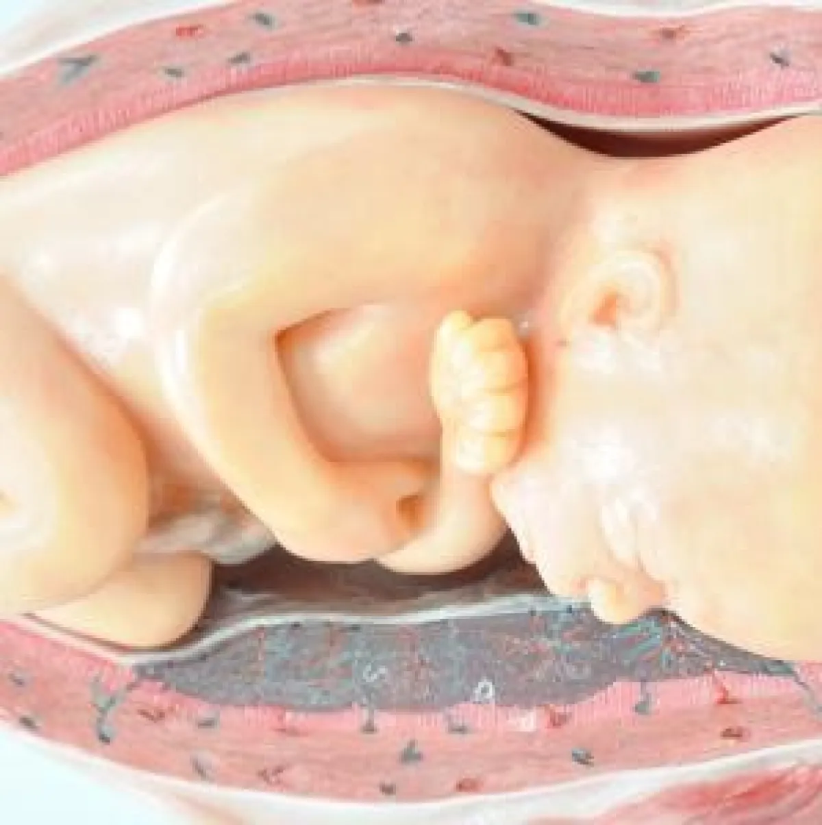 صورة تعبيرية عن الجنين