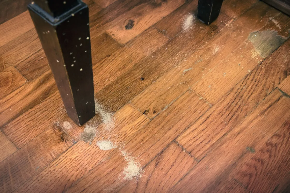 الخنفساء تلحق الضرر بالأثاث الخشبي