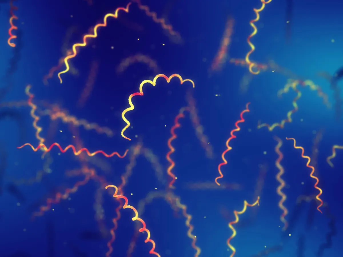 صورة جراثيم الحوض