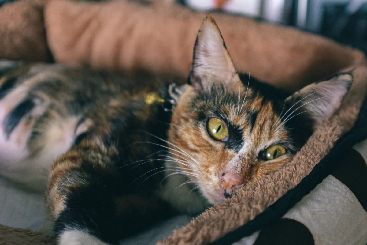 فهم سلوك القطة