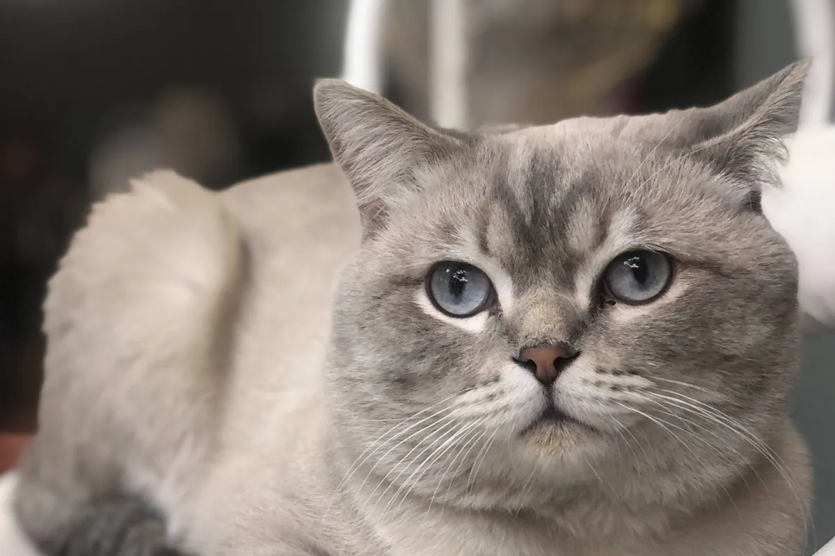 فهم سلوك القطة