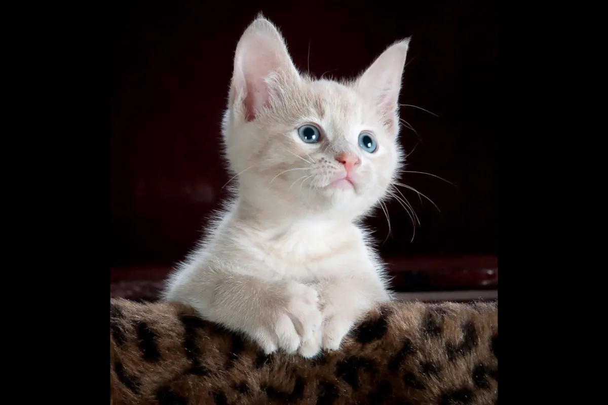 فهم سلوك القطة