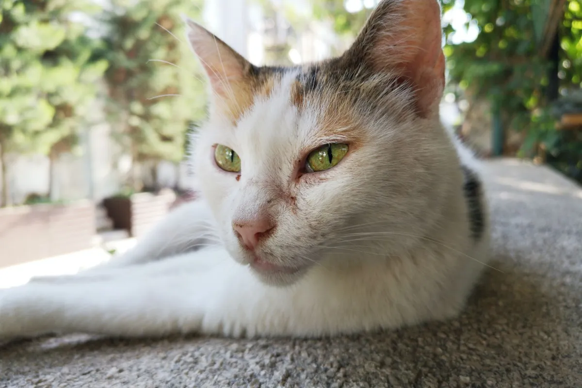 فهم سلوك القطة