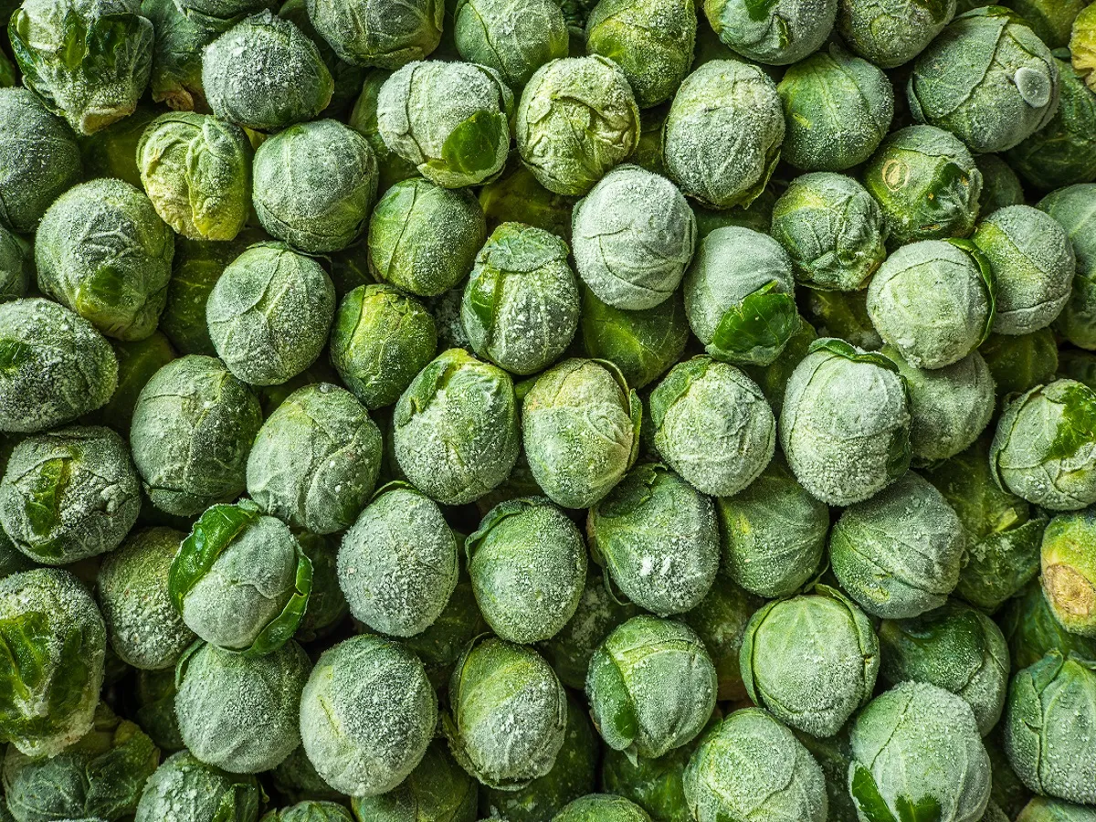 صورة للملفوف