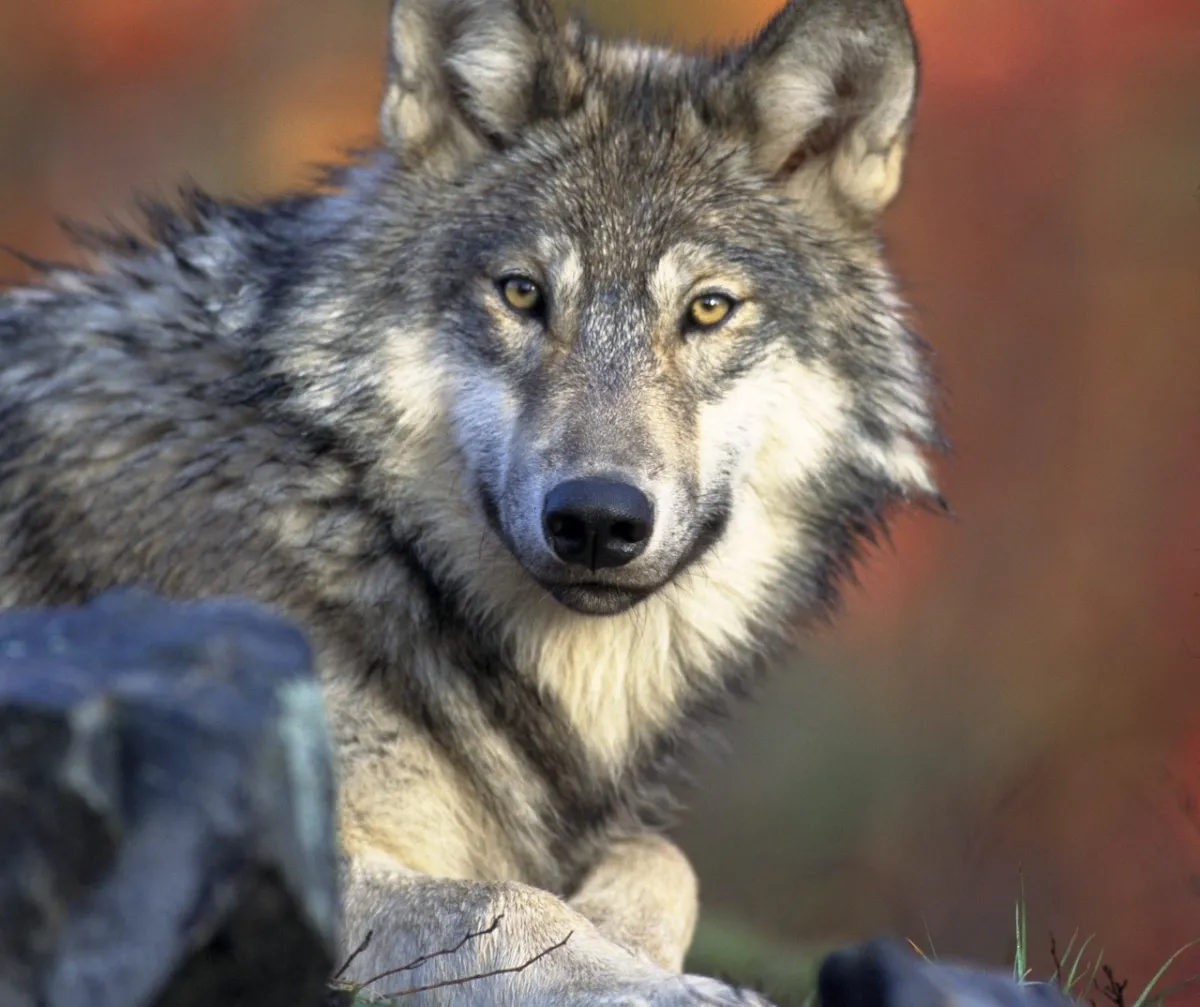 صورة أنثى الذيب