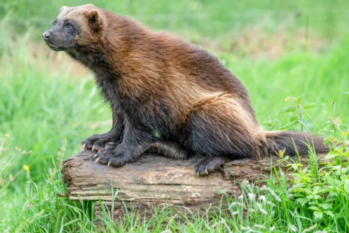 اكتشاف حيوان نادر في الولايات المتحدة الأمريكية