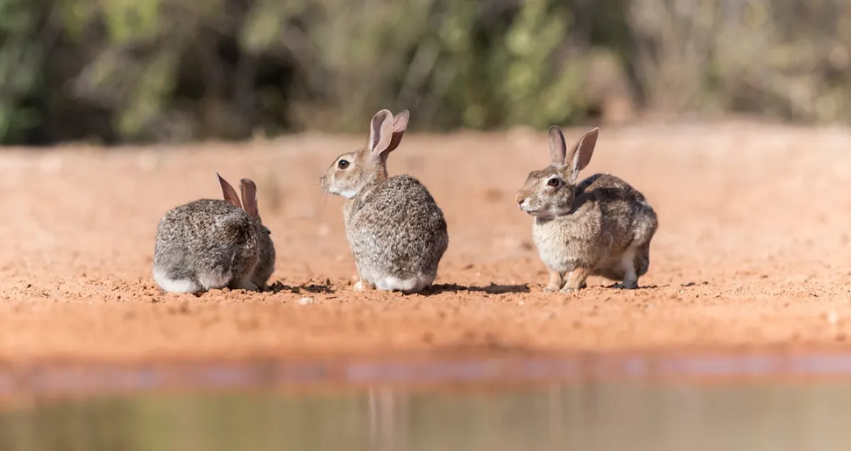 صورة لثلاثة أرانب في الغابة