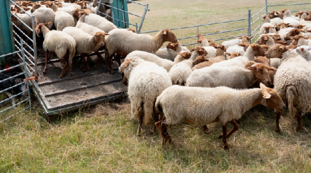 ارتفاع واردات المملكة من المواشي الحية 40% خلال عام