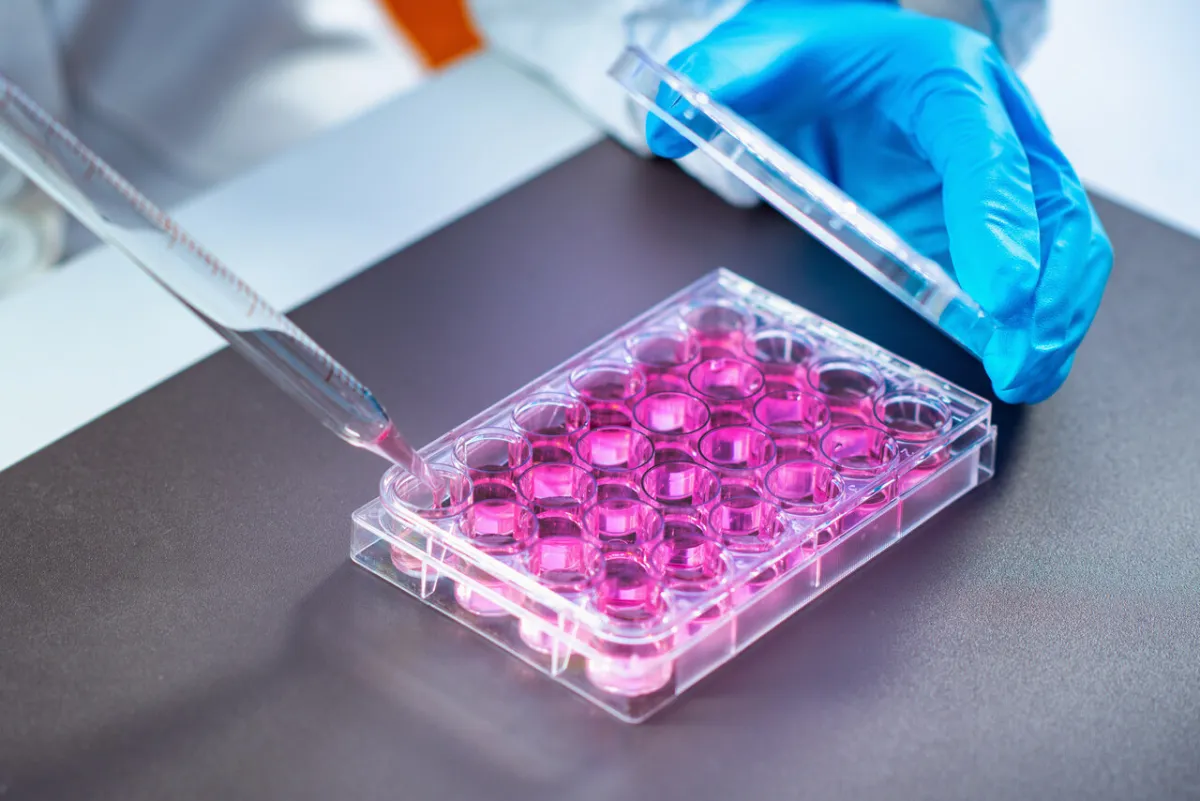 صورة للخلايا الجذعية