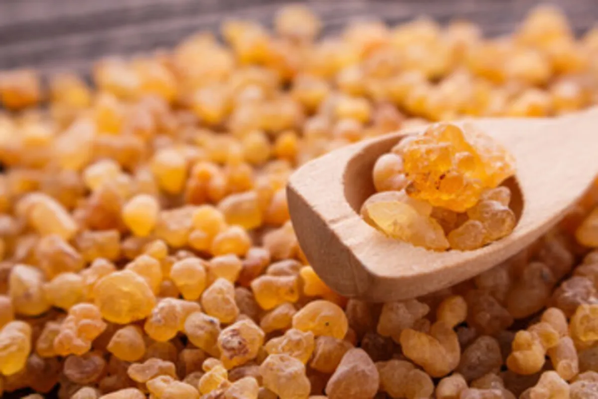 صورة لحصى لبان الذكر