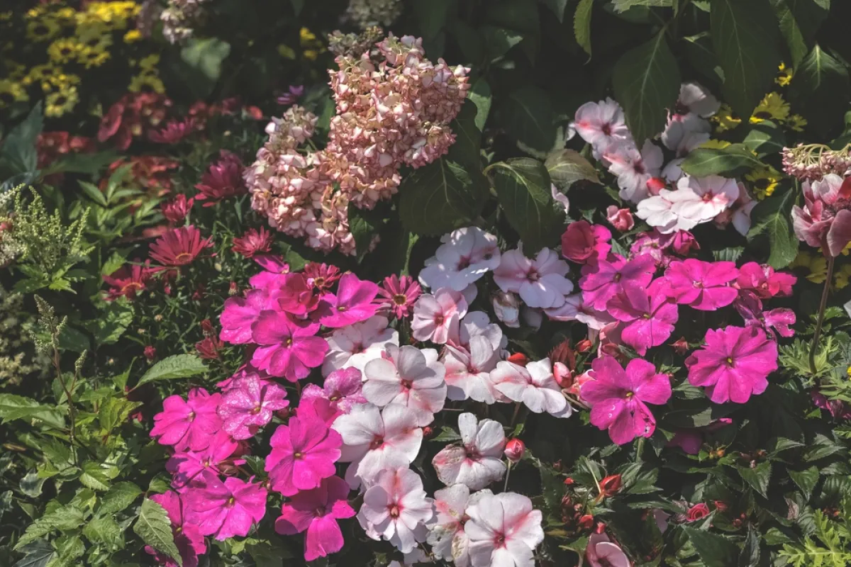 لا تغيب النباتات والزهور والورود عن حديقة المنزل