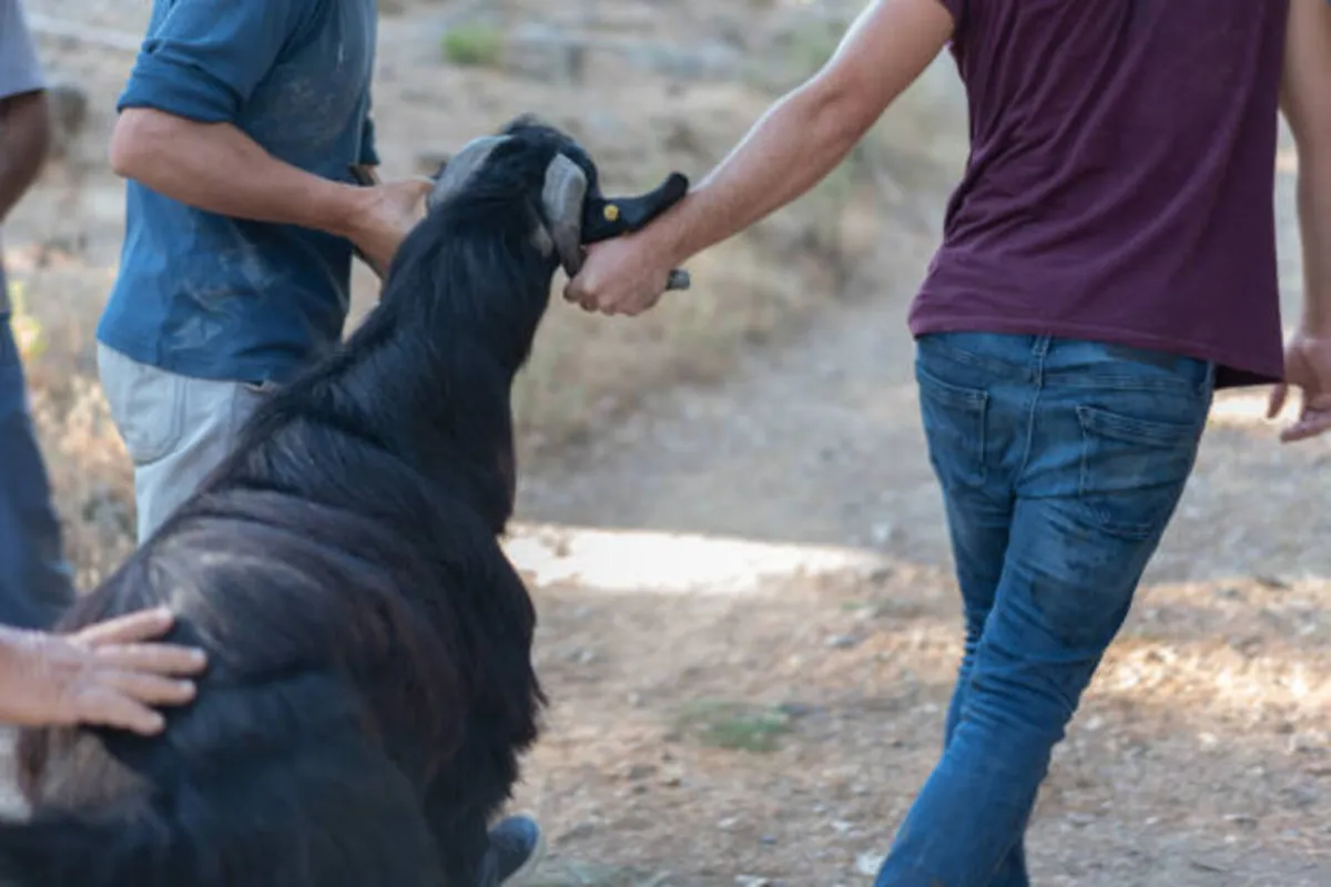كيفية احتفال الشعوب بعيد الأضحى والطقوس المختلفة المرتبطة به