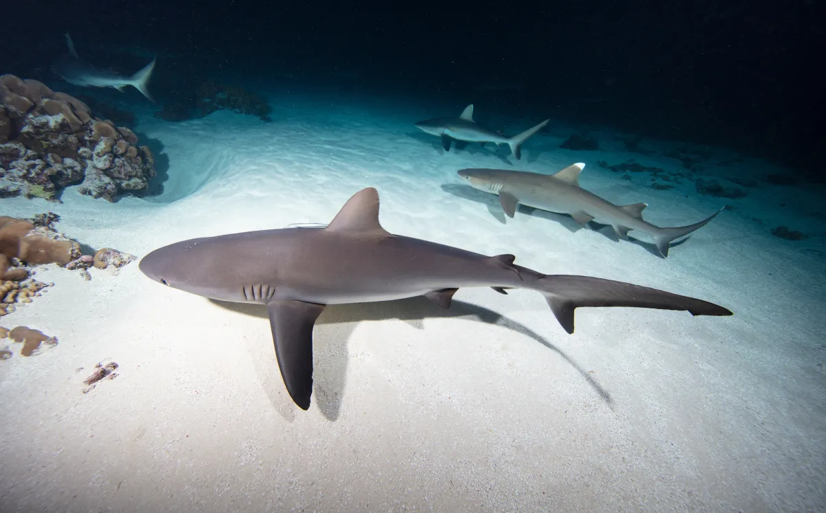 ملاحظة لغة جسد القرش