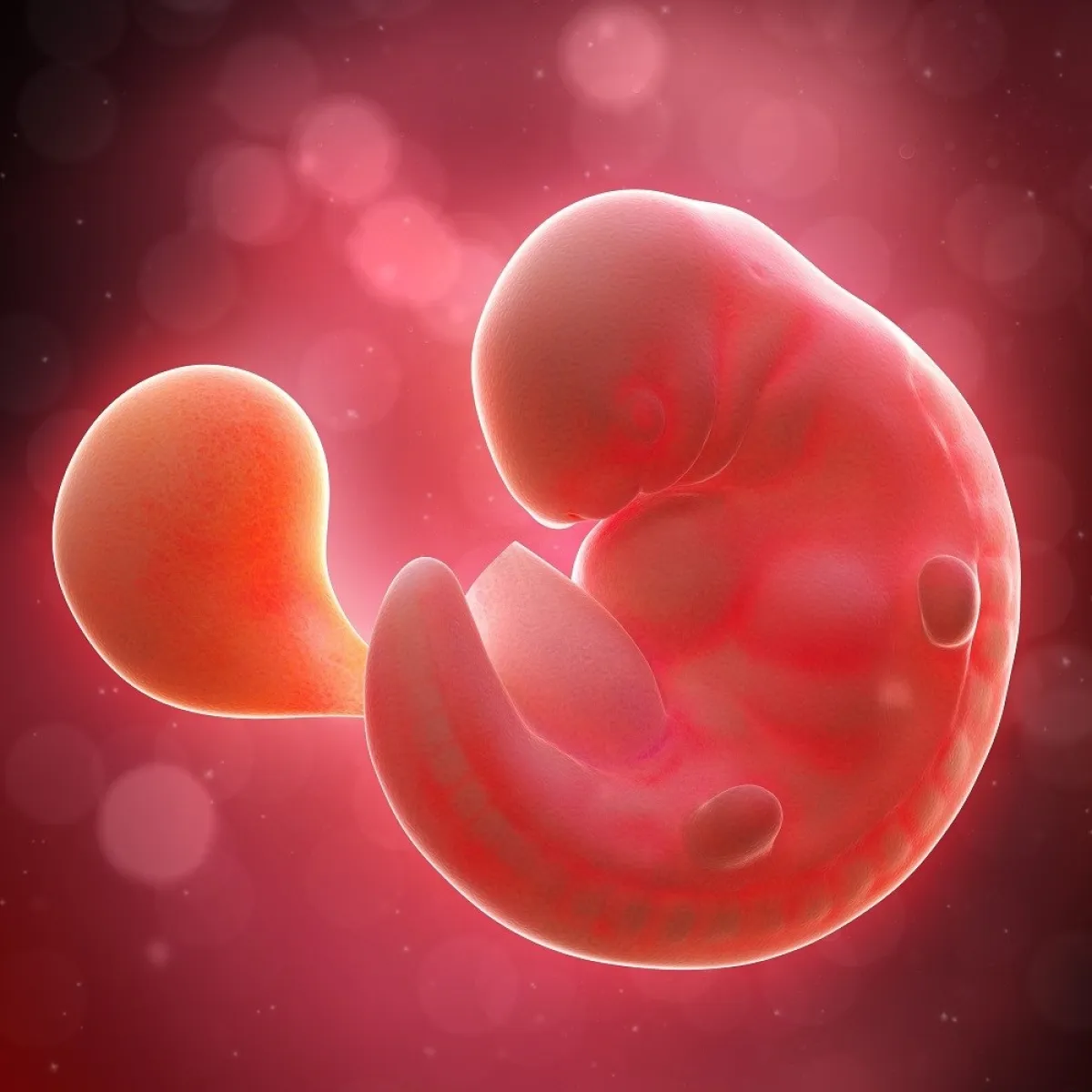 صورة للجنين في رحم الأم