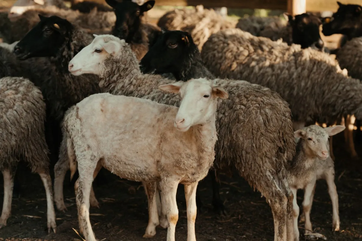 أضحية العيد