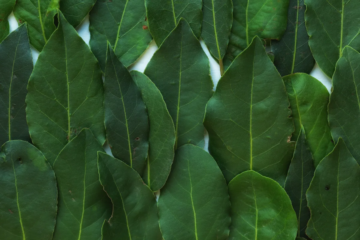 ورق الغار يُبعد الحشرات عن المنزل